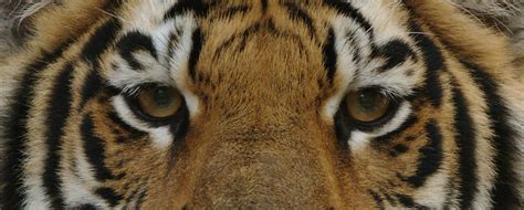 Eyes Of The Tiger Photograph By Sandy Keeton Fine Art America