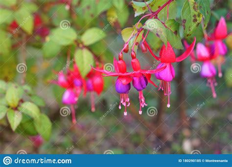 Lady S Eardrops Flower On Nature Background Stock Image Image Of