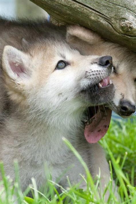 1000 Images About Wolves On Pinterest A Wolf Cubs And