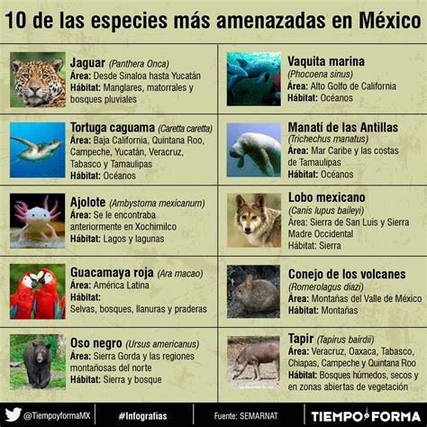 Las 10 Especies Mucho Más Amenazadas De México Especies Endemicas De