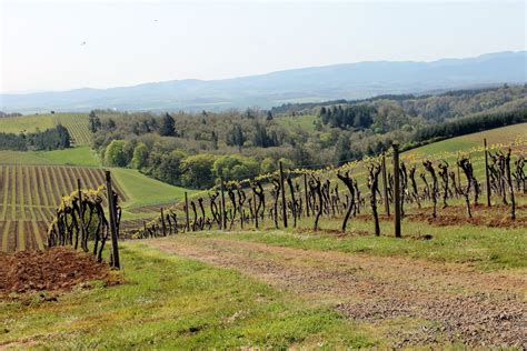 Wine Bits: New Additions to the Willamette Valley | OregonLive.com