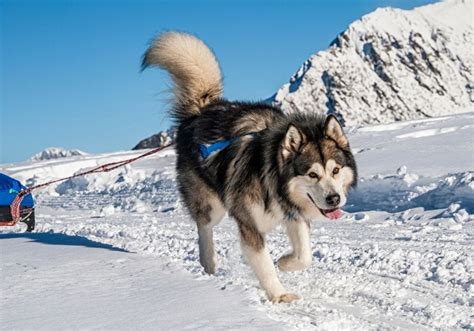 13 Best Sled Dog Breeds That Do More Than Pulling Sleds Puplore