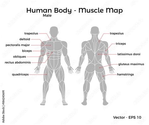 Male Human Body Muscle Map With Major Muscle Names Front And Back
