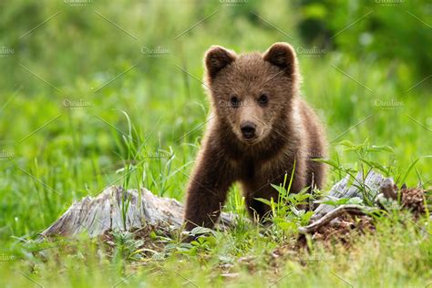 An Adorable Little Brown Bear Cub High Quality Animal Stock Photos