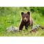 An Adorable Little Brown Bear Cub  High Quality Animal Stock Photos