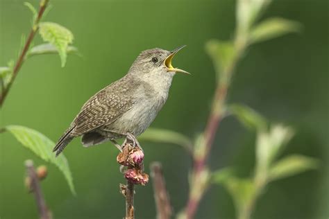 Why Songbirds Sing Welcome Wildlife