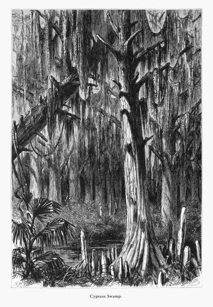 Swamp Cypress Tree Drawing