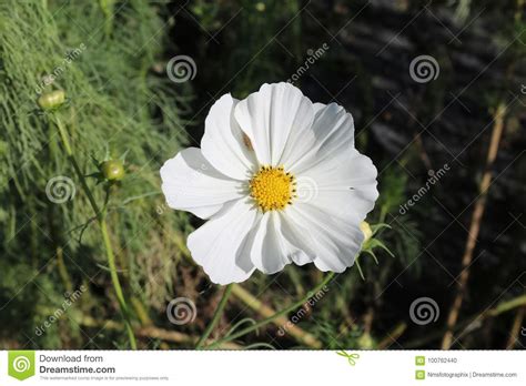 White Petal Flower With Yellow Center Stock Photo Image