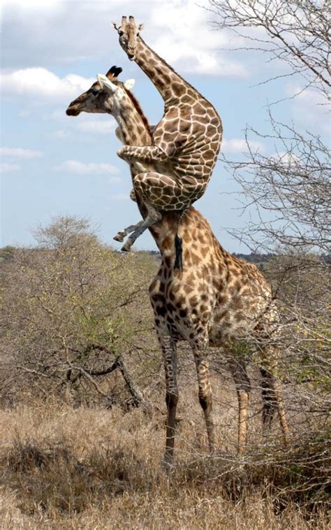 20 Pictures Of Giraffes