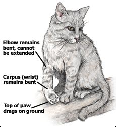 Sprains occur commonly on a cat's rear legs and can be caused by his leaping onto an object, misjudging the height and then falling down, or scrambling with the hind legs to reach the top of the object. I just got home to my 9 year old Persian cat and she has her