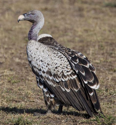 Ruppells Vulture Owen Deutsch Photography