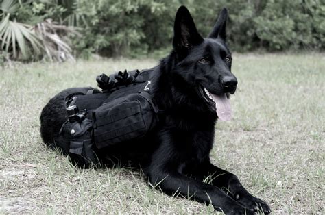 Pin On Tactical Dog Harness