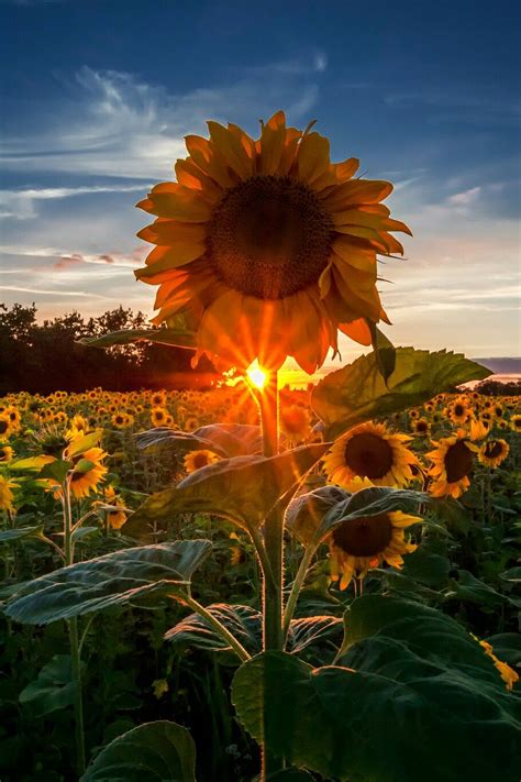 Sunflowers At Sunset Flores Fotografia Quadros De Girassol Flores