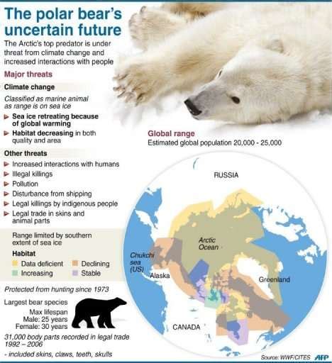 International Ban On Polar Bear Trade Rejected