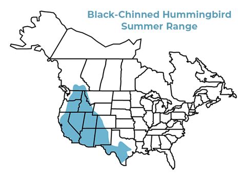 4 Common Types Of Hummingbirds Garden Gate