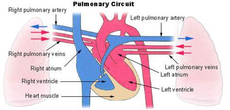 Physiology Of Circulation Boundless Anatomy And Physiology