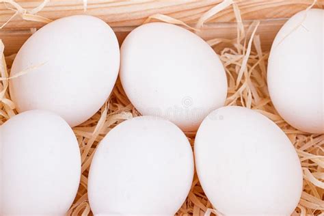 White Chicken Eggs Stock Image Image Of Basket Farm 96304083