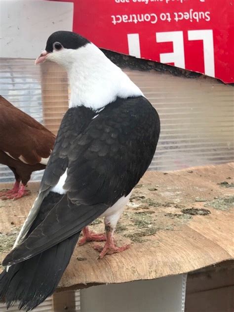 Afghan Pigeons In Manor Park London Gumtree