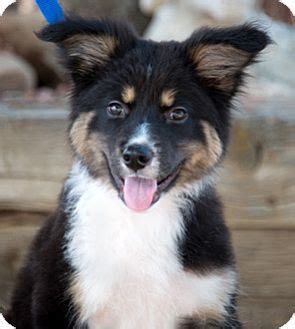 Consequently, they were also deployed as working dogs. Corrales, NM - Australian Shepherd/Border Collie Mix. Meet ...