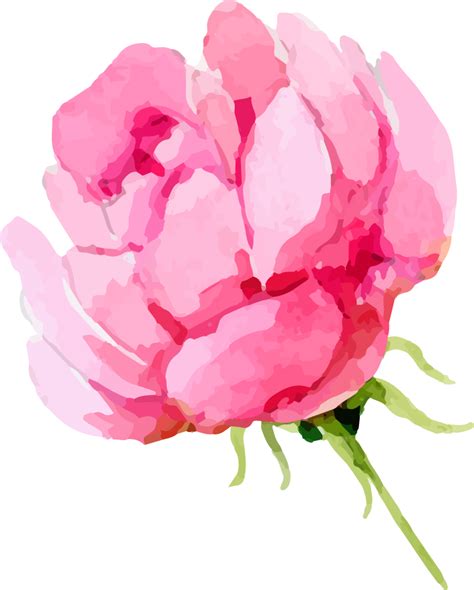 Transparent Watercolor Roses Png / Check out our watercolor rose png png image