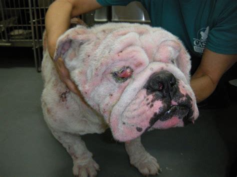 53 English Bulldog Skin Problems Photo Bleumoonproductions