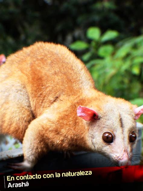 Orión circuito sonoro es un organizado, curado y producido por cusumbo y apoyado por la secretaría de cultura de cali. ¿Conoces el cusumbo? Ven a Arashá, no te pierdas de conocer la diversidad de fauna del sector ...