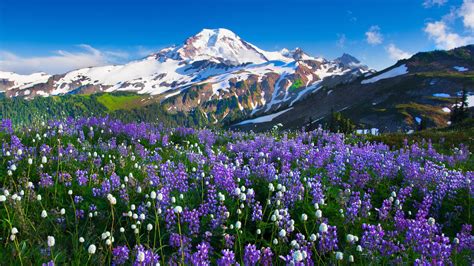 Mountains Flowers Landscape Wallpapers Hd Desktop And Mobile Backgrounds