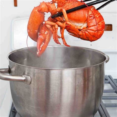 why do we boil lobsters alive power up cook