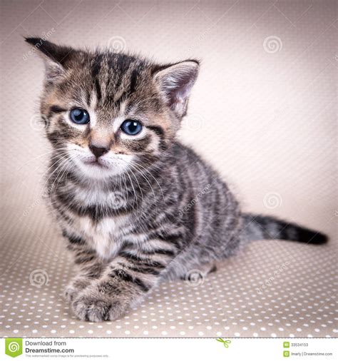 Little Cute Kitten With Blue Eyes Stock Image Image Of