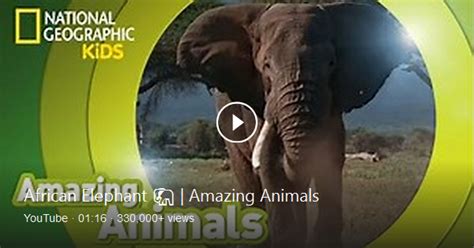 African Elephants Can Live Up To 70 Years Learn More Amazing Facts