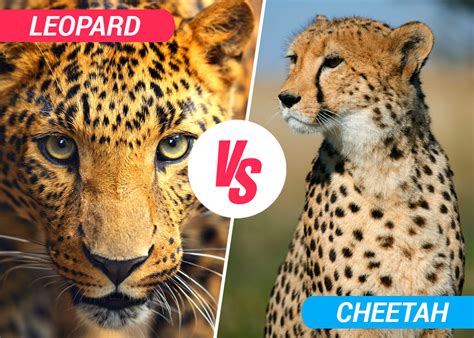 Leopard Vs Cheetah Best Difference