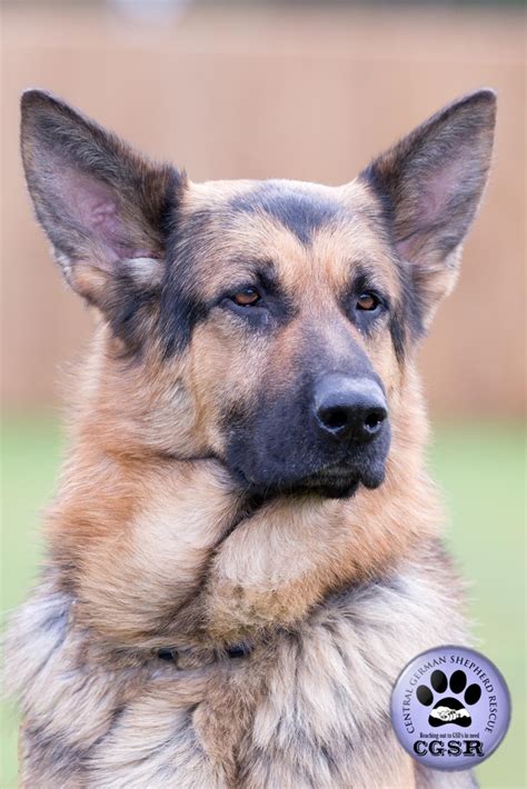 Posts By Central German Shepherd Rescue Dogs For Adoption And Rescue