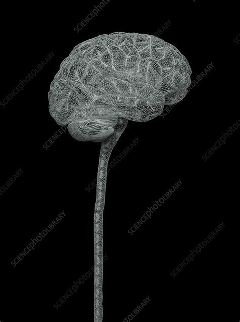 Human Brain And Spinal Cord Illustration Stock Image F0307332