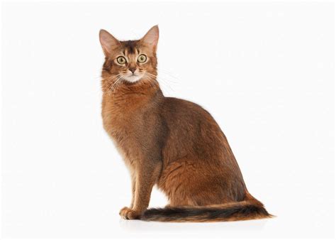 Priced to go to the right home. Somali | Cats | Breed Information | Omlet