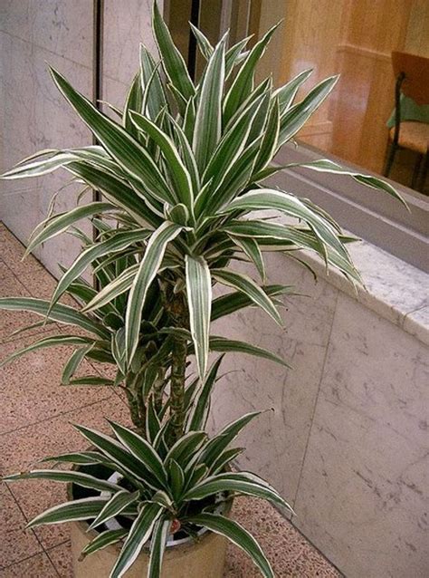 Every plant has an enemy. The Best Houseplants for Improving Air Quality | hubpages