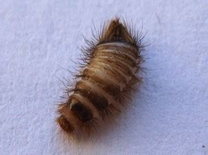 Keep your house and bedroom clean. Carpet Beetle Larva: Can it be Related to Asthma flare ...