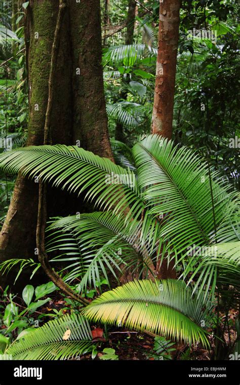 Tree And Palm Fern In The Tropical Rainforest Malaysia Sarawak Stock
