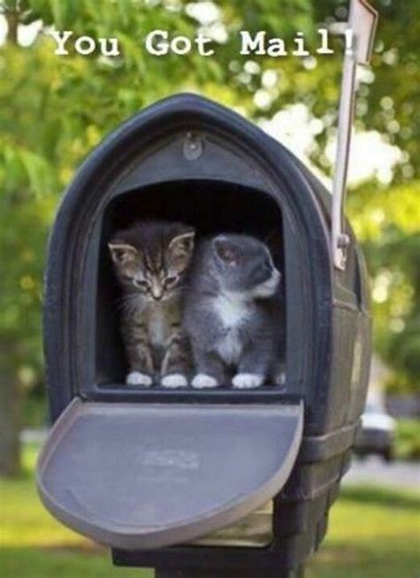 Delivery Cats Pretty Cats Funny Cats