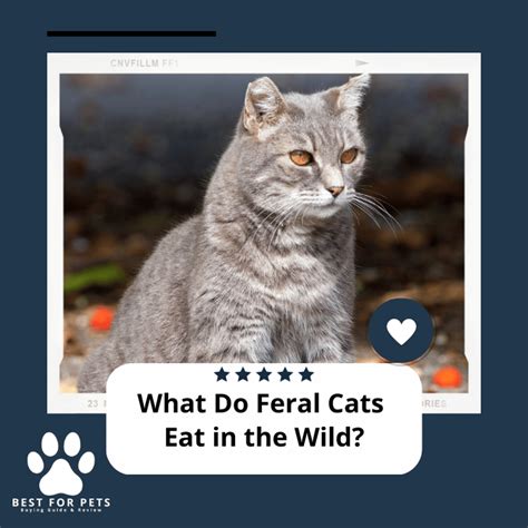 What Do Feral Cats Eat In The Wild