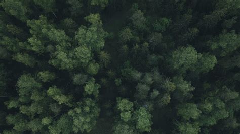 Download Wallpaper 1920x1080 Forest Trees Aerial View Green Path