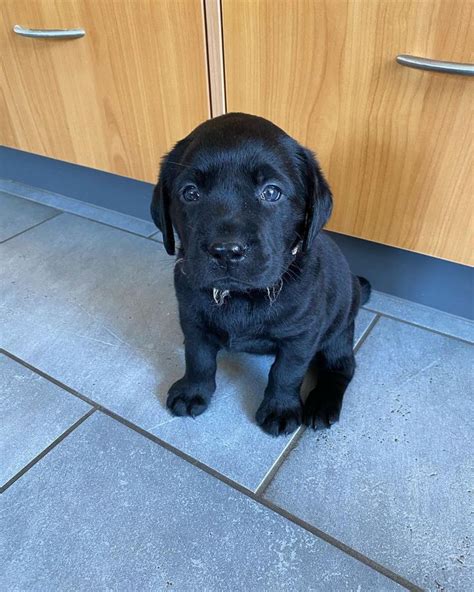 Black Labrador Retriever Puppies For Sale Labrador Retriever Puppies