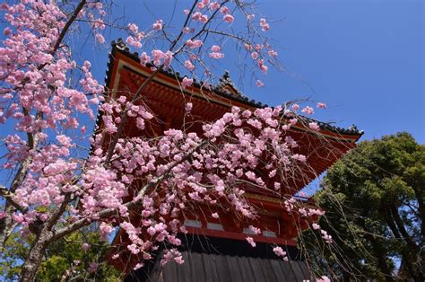 Cherry Blossom In Temple S Garden Kyoto Japan Stock Photo Image Of