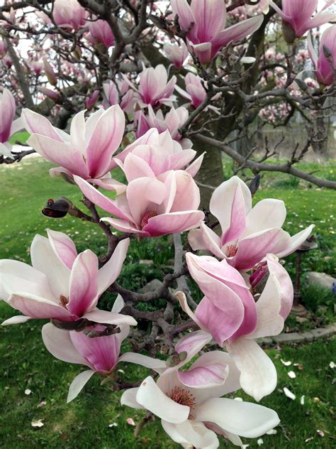 Super Creative Picture Of Saucer Magnolia Tree Just On Aren Home Decor