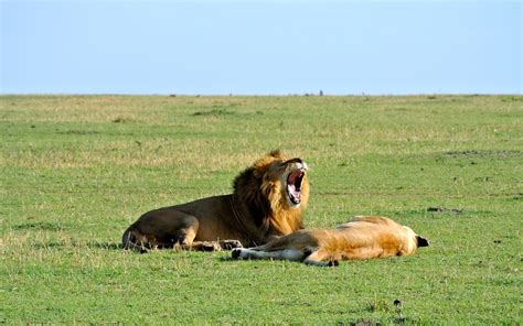 Wallpaper Lion Yawn Rest Grass 1920x1440 Hd Picture Image