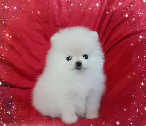 5 Gorgeous Pomeranian Puppies For Sale Uk