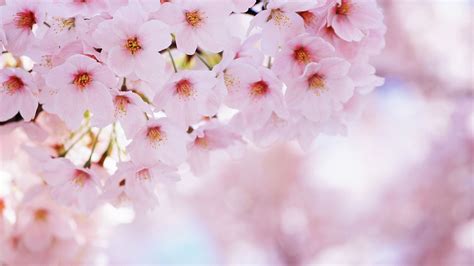 1920x1080 Japan Cherry Blossom Wallpaper