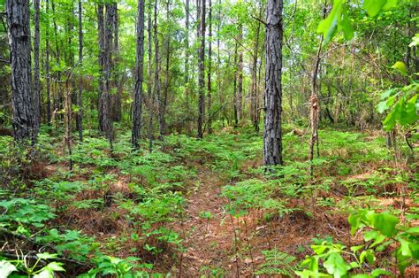 Blacks is located in cross, sc on blacks camp road, a long country road that leads right to the middle of santee cooper country, a fishing and hunting paradise. Hitchin' To Go: Palmetto Trail
