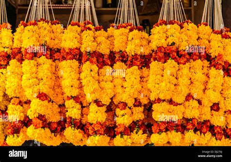 Marigold Flower Season In India Octopussgardencafe