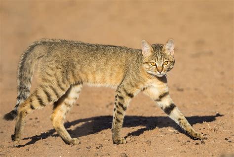 An African Wild Cat Felis Lybica In Kgalagadi Transfrontier Park