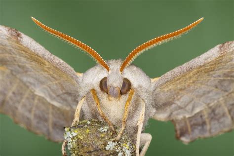 Giant Sex Crazed Moths As Big As A Human Hand Have Invaded Britain And Theyre On The Prowl For